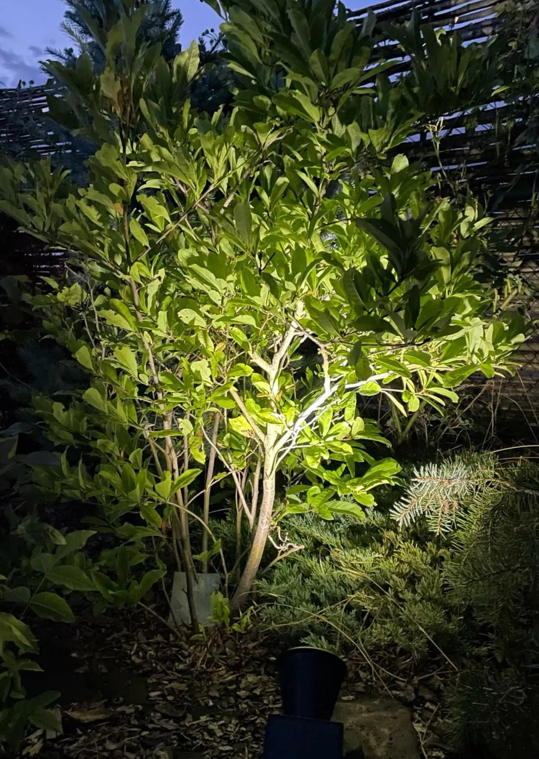 Solar solcellelamper i haven